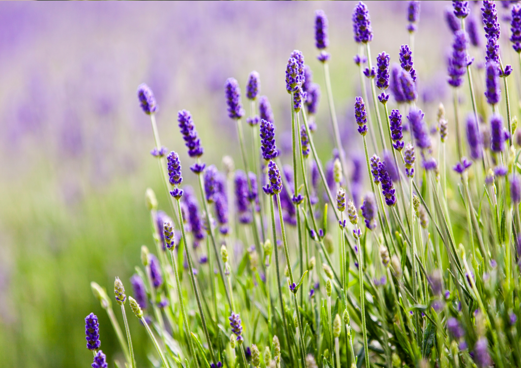 lavender linalool terpene